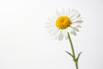 Single Daisy Flower on White Background