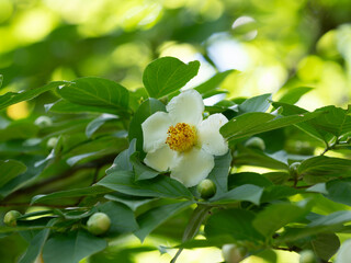 清楚な夏椿の花