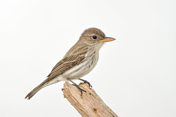 A Tiny Bird Perched on a Branch