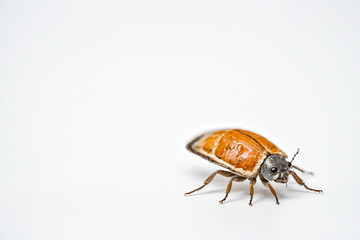 Obraz premium Beetle on White Background