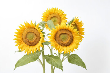 Obraz premium Vibrant Yellow Sunflowers Isolated on White Background