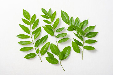 Fototapeta premium Green Leaves on White Background