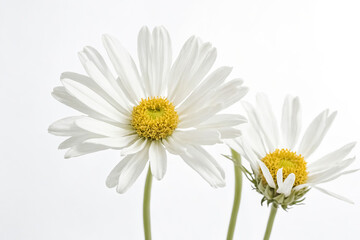 Fototapeta premium Two Daisies on a White Background