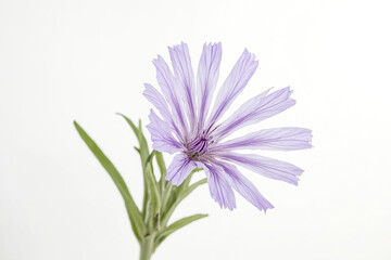 Single Purple Flower on White Background