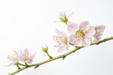 Obraz premium Delicate Pink Cherry Blossom Branch