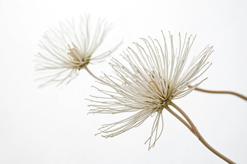 White Flower Seeds on White Background