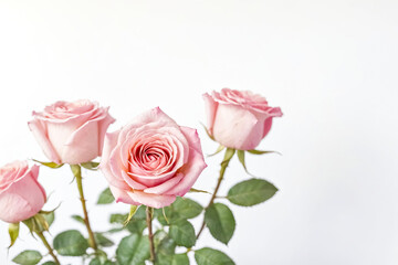 Beautiful pink roses isolated on white background