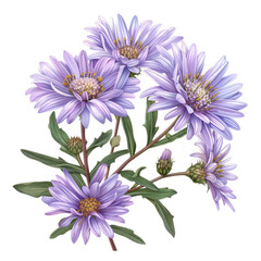 Obraz premium aster flowers isolated on white background
