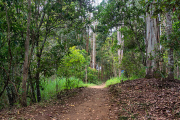 the tranquil Peterson walking track in Yungaburra, Queensland, renowned for lush rainforest, birdwatching, and serene nature trails