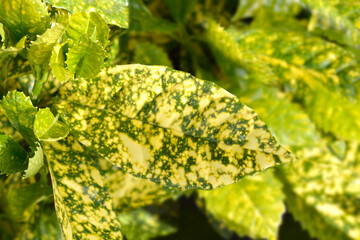 Japanese laurel Crotonifolia leaves
