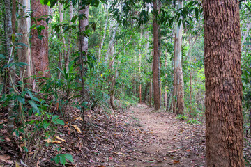 the tranquil Peterson walking track in Yungaburra, Queensland, renowned for lush rainforest, birdwatching, and serene nature trails