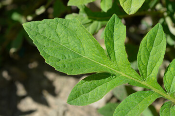 Pink Bachelors Button leaves