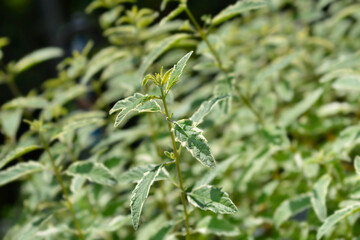 Bluebeard White Surprise leaves