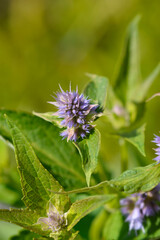Giant hyssop Blue Fortune flower