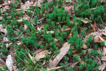 the tranquil Peterson walking track in Yungaburra, Queensland, renowned for lush rainforest, birdwatching, and serene nature trails