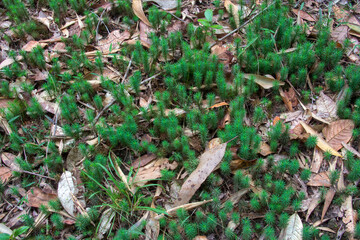 the tranquil Peterson walking track in Yungaburra, Queensland, renowned for lush rainforest, birdwatching, and serene nature trails