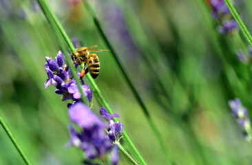 Biene an einer Lavendelblüte