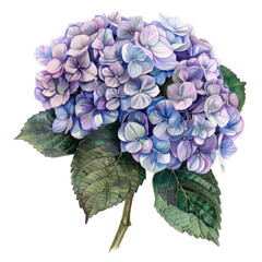 Obraz premium A close-up of a vibrant blue hydrangea flower in full bloom