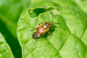 Close up of tiny Lygus pratensis bug sitting on salad leaf