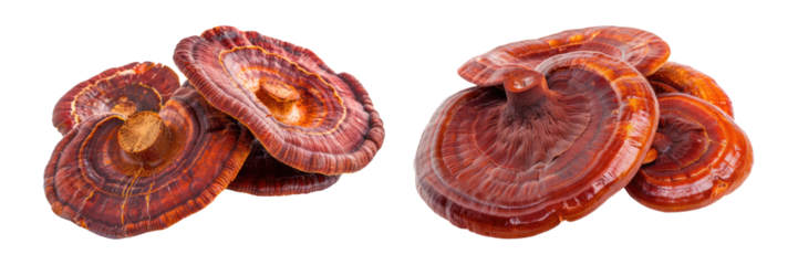 reishi health mushrooms isolated on white or transparent png