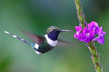 Sparkling-tailed Hummingbird (Tilmatura dupontii), taken in Gracias, Lempira, Honduras. © Jenny Grewal