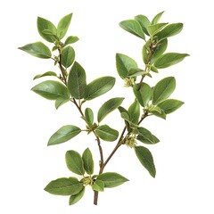 Fototapeta premium Detailed botanical image of Rutaceae plant structure, isolated on a clean white backdrop