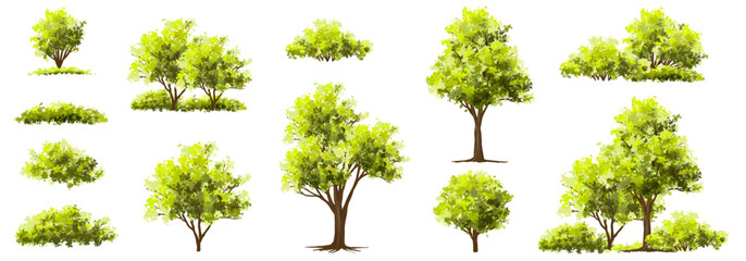 Vector watercolor of tree side view isolated on white background for landscape and architecture drawing, elements for environment and garden, painting botanical for section