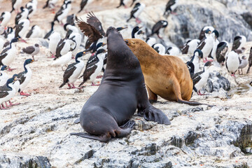 Unspoilt, wild nature in Patagonia in the Beagle Channel.