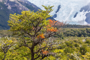 Fototapeta premium View of Los Glaciares National Park, El Chalten,Patagonia, Argentina.