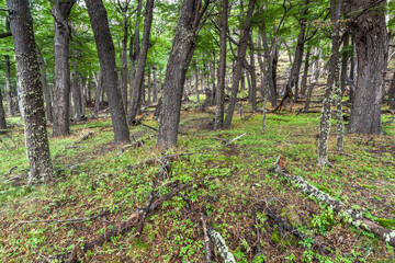 View of Los Glaciares National Park, El Chalten,Patagonia, Argentina.