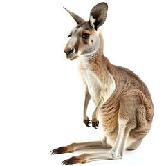Fototapeta premium World Wildlife Day, Kangaroo, Kangaroo White Background