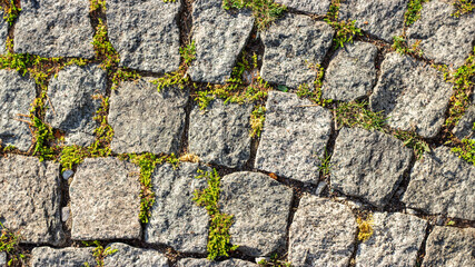 Cobblestone pavement with moss, symbolizing resilience, nature reclaiming urban spaces, and texture.