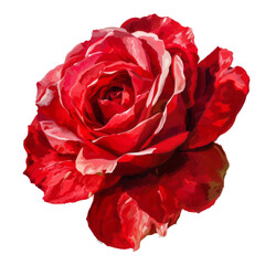 A single red rose in full bloom, isolated on white background