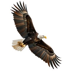 Fototapeta premium World Wildlife Day, Bald Eagle, Eagle
