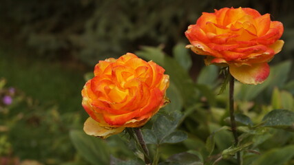 Yellow roses in the garden 