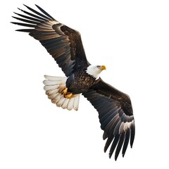 Fototapeta premium World Wildlife Day, Bald Eagle, Eagle