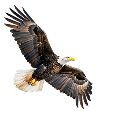 Obraz premium World Wildlife Day, Bald Eagle, Eagle