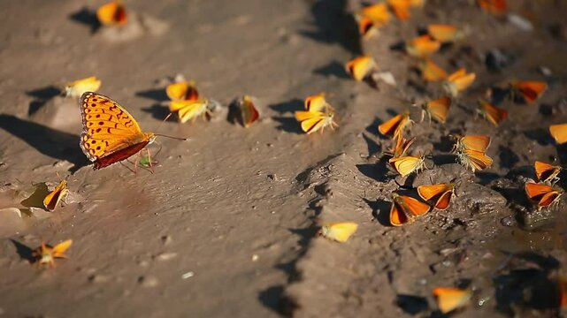 Many butterflies sit on the shore of a pond, drinking water. Orange butterflies in a large cluster.