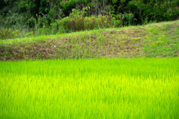 Obraz premium 水田の稲、田んぼ、稲のある風景