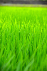 緑の稲穂がある風景