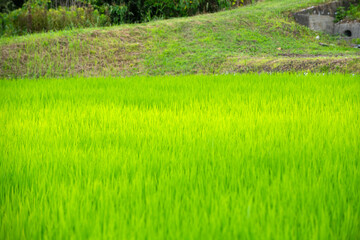 緑の稲穂がある風景