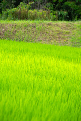 水田の稲、田んぼ、稲のある風景