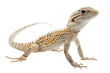 Naklejka premium Camouflaged Desert Lizard Isolated on Transparent Background