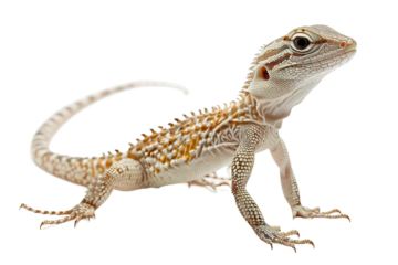 Camouflaged Desert Lizard Isolated on Transparent Background