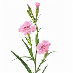 Fototapeta premium Dianthus Isolated on White Background. Beautiful Dianthus Flower