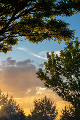 Obraz premium Sunset framed by tree branches and leaves, symbolizing tranquility, natural beauty, and the end of the day.