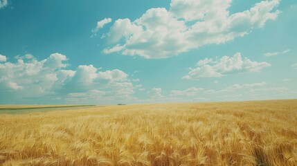 Appreciate the beauty of a flax field with empty space above