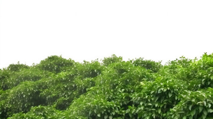 Obraz premium Coffee field, plantation on a white background, isolate, natural product. AI generated.