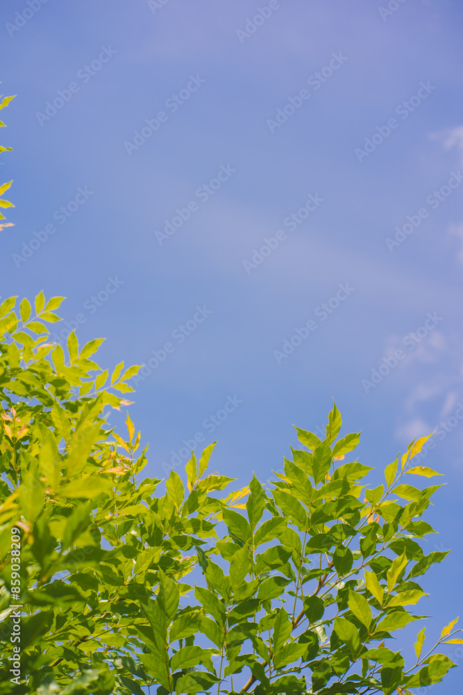 Canvas Prints nature and landscape concept with tree with cloud and sky background