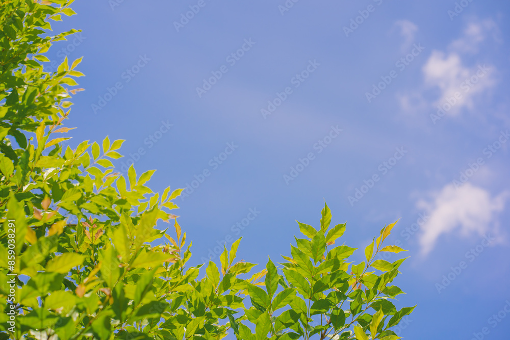 Poster nature and landscape concept with tree with sunlight and flare background